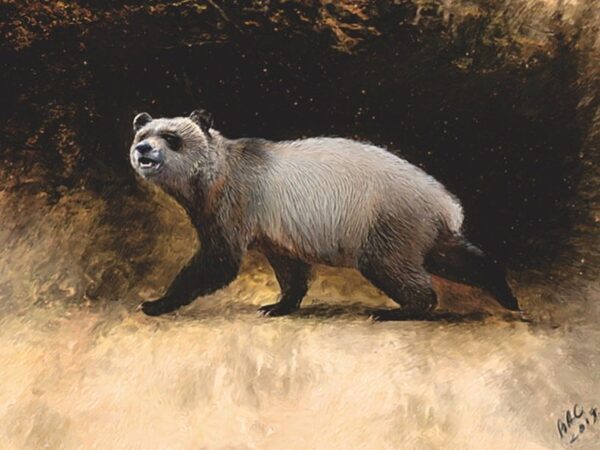 Родичи большой панды жили в Европе пять с половиной миллионов лет назад