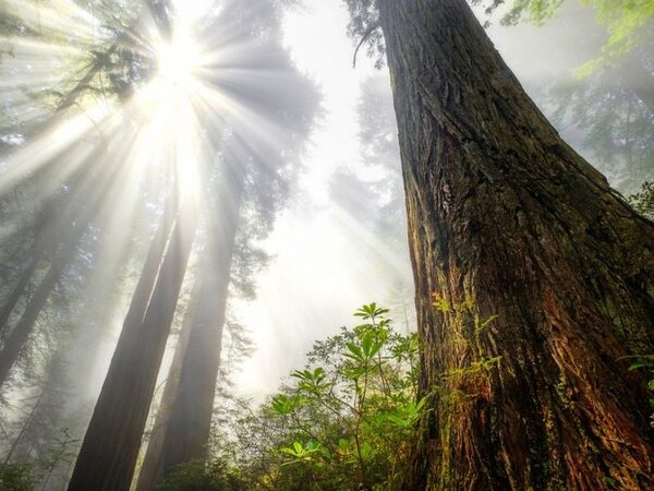 В Калифорнии запретили доступ к самому высокому дереву в мире